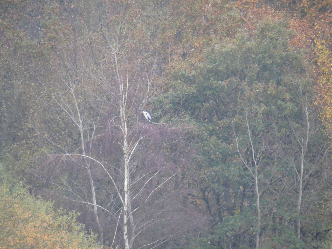 2014-11-16-Ornitho aux étangs de Hollande